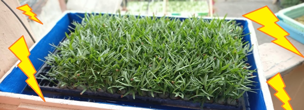 benih kangkung