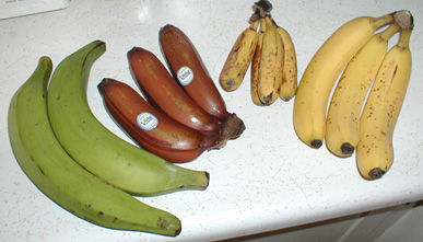 jenis jenis pisang