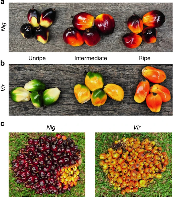 warna buah kelapa sawit