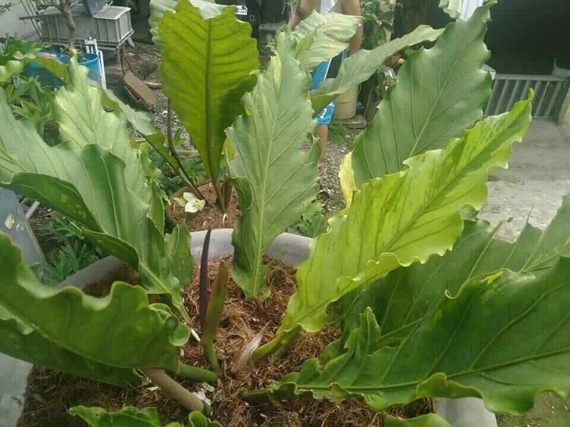 gelombang cinta bunga gelombang cinta bunga