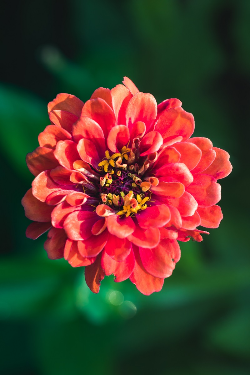 zinnia flower zinnia flower