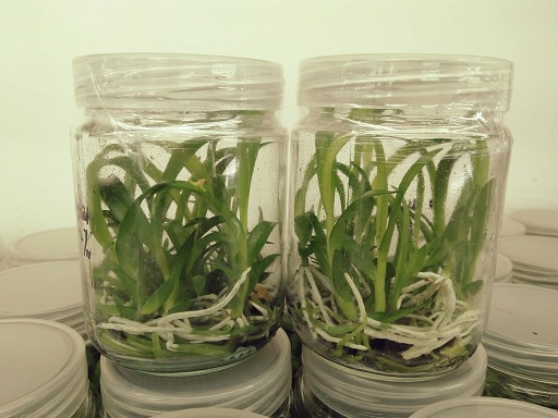 Botol - botol media kultur jaringan