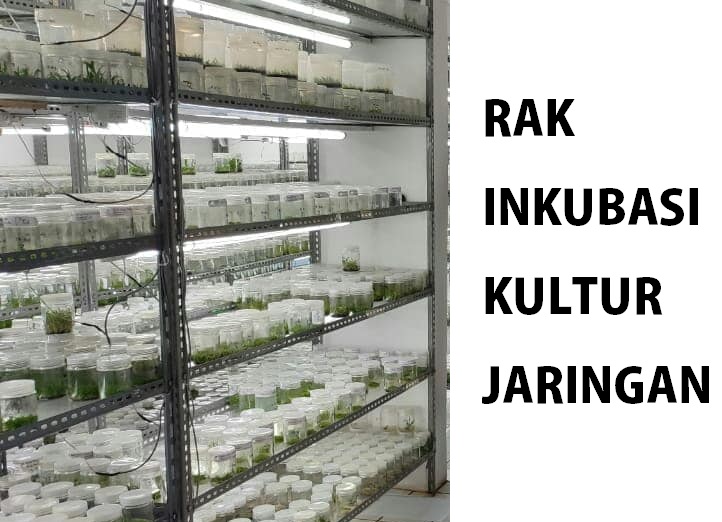 RAK INKUBASI KULTUR JARINGAN